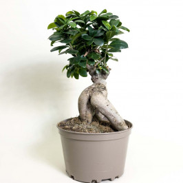 Фикус Микрокарпа гинсенг D:20CM H:45CM