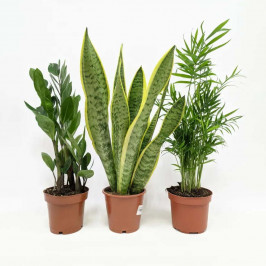 Замиокулькас + Хамедорея Элеганс + Сансевиерия Лауренти 12-40