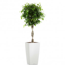 Фикус Бенджамина переплетенный в CUBICO COLOR 30