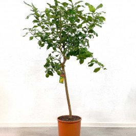 Цитрофортунелла Лимон (Лимонное дерево) D:28см H:160см