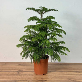 Араукария Хетерофилла D:19см H:70см