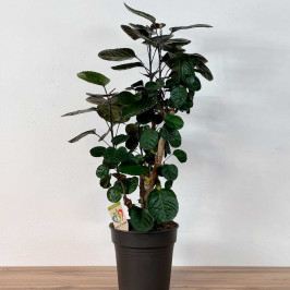 Полисциас Фабиан D:24см H:100см