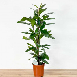 Фикус Циатистипула D:21СМ H:105СМ
