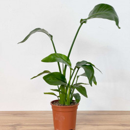 Стрелиция Николая D:17см H:60см