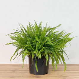 Нефролепис Грин Леди D:29см H:60см