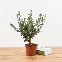 Олива Европейская D:15см H:40см