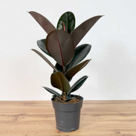 Фикус Эластика Абиджан D:17СМ H:60СМ