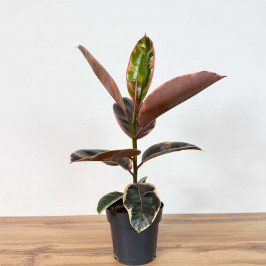 Фикус Эластика Белиз  D:17СМ H:60