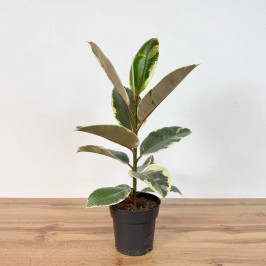 Фикус Эластика Тинеке D:17СМ H:60СМ