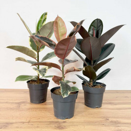 Комплект Фикусов Тинеке, Абиджан, Белиз D17 H60