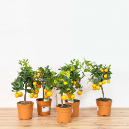 Мандариновое дерево D:15см H:45см