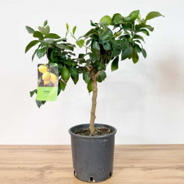 Лимонное дерево D:22см H:75см