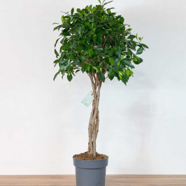 Фикус Нитида переплетенный D:24CM H:110CM