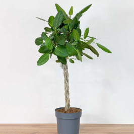 Фикус Бенгальский Одри переплетенный D:24см H:100см