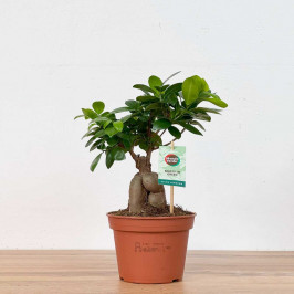 Фикус Микрокарпа гинсенг D:15CM H:35CM