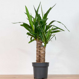 Юкка 2 ствола D:17см H:65см