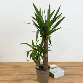 Юкка 2 ствола D:17см H:65см