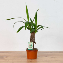 Юкка 1 ствол D:12см H:40см