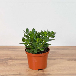 Денежное дерево D:17см H:35см