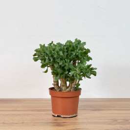 Крассула Арборесценс Кристата D17 H35