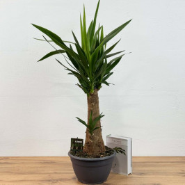 Юкка Слоновая штамб D:26см H:90см