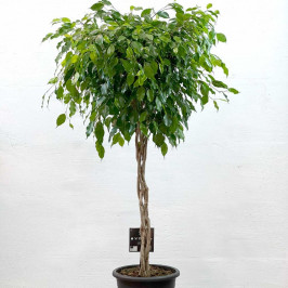 Фикус Бенджамина Экзотика переплетенный D:30СМ H:160СМ
