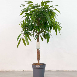 Фикус Биннедика Амстел Кинг переплетенный D:24СМ H:110СМ