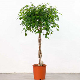 Фикус Бенджамина Экзотика переплетенный D:32СМ H:150СМ