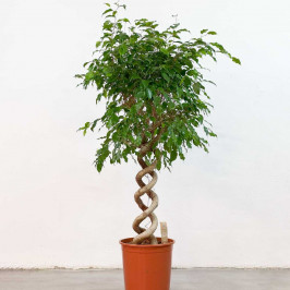 Фикус Бенджамина Экзотика двойная спираль D:30СМ H:140СМ