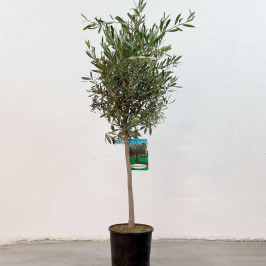 Олива Европейская штамб D:20см H:100см