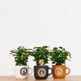 Кофе Арабика D:12см H:35см в декор Кружке