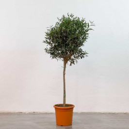 Олива Европейская штамб D:24см H:130см