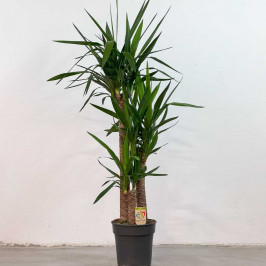 Юкка 3 ствола D:27см H:130см