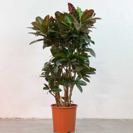 Кодиеум Петра (Кротон) D:30см H:140см