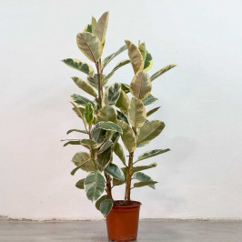 Фикус Эластика Тинеке 3 ствола D:27СМ H:130СМ