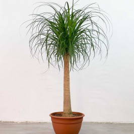 Нолина Бокарнея D:35см H:130см