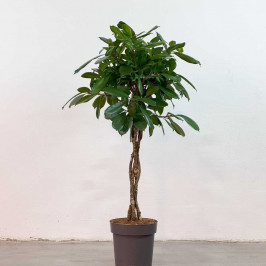 Фикус Циатистипула переплетенный D:27СМ H:135СМ