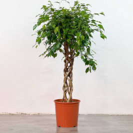 Фикус Бенджамина Экзотика цилиндр D:30СМ H:150СМ