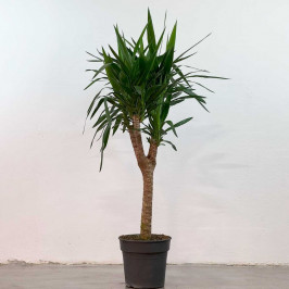 Юкка штамб D:31см H:140см