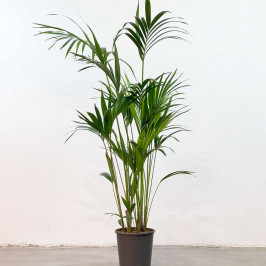 Пальма Ховея Форстериана (Кентия) D:24см H:150см