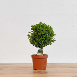 Мирсина африканская штамбовая D:12см H:30см