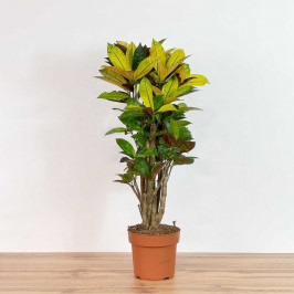 Кодиеум Айстон (Кротон) D:21см H:75см