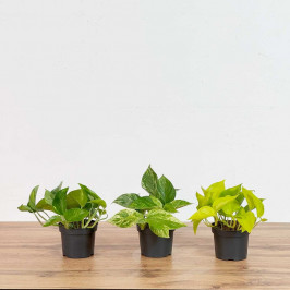 Комплект Эпипремнум (3 шт) D12 — купить неприхотливые лианы для дома и офиса