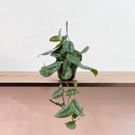 Сциндапсус Треби D:15см