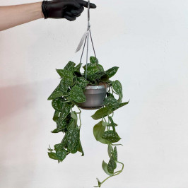 Сциндапсус Треби D:14см