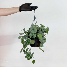 Сциндапсус Сильвер Сатин подвесной D:19см