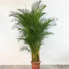 Пальма Арека Хризалидокарпус D:40см H:210см
