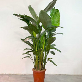 Стрелиция Николая D:27см H:190см