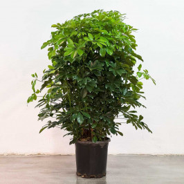 Шеффлера Компакта разветвленная D:31CM H:120CM