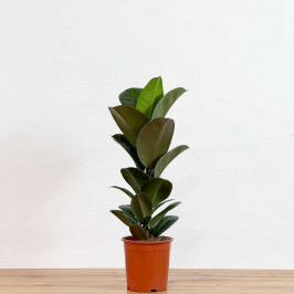 Фикус Эластика София D:15СМ H:70СМ